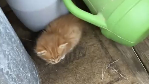 Хозяйка кастрированных котов потребовала объяснений после появления котят
