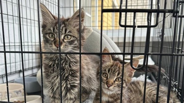 В Воронеже спасли котят, которых бросили на кладбище