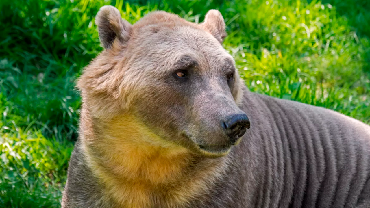 Пиззли помогает сохранить генофонд белых медведей
