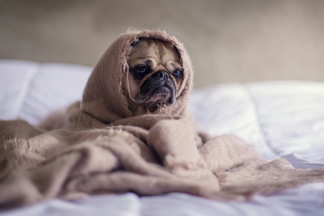 Unsplash.com/CC0 Unsplash.com/CC0