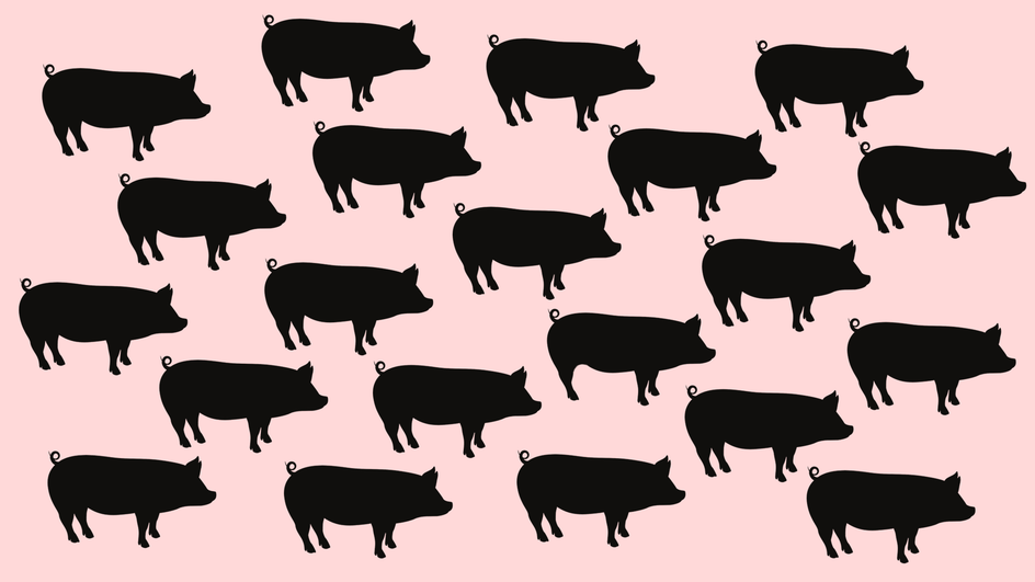 pig pig