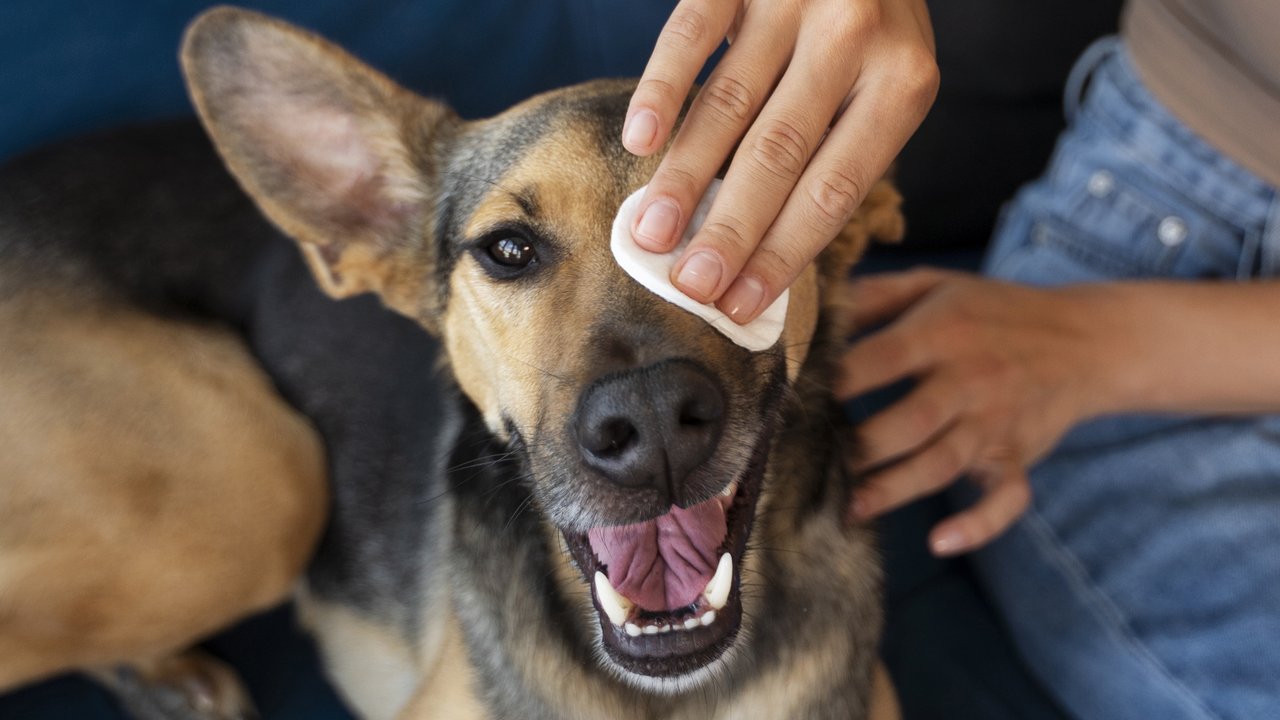 Почему у собаки появляется пищевая аллергия, какие ее основные симптомы и способы лечения