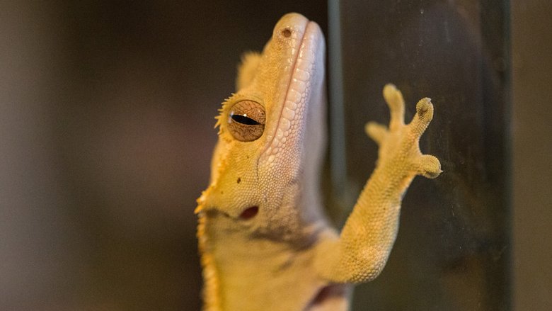 Цепколапые гекконы могут перемещаться по потолку и стеклу. Фото: Tom Woodward / Flickr / CC BY-SA 2.0
