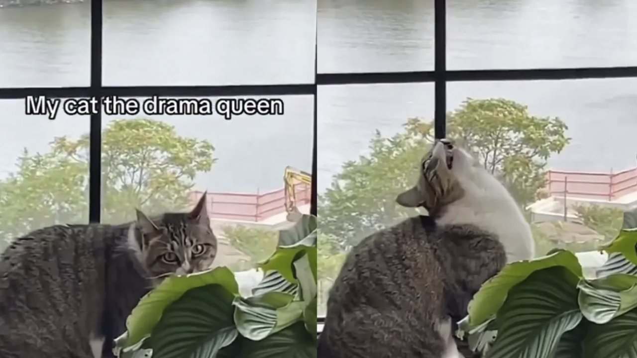 Кошка узнала, что ей нельзя есть растения, и закатила драму Кошка узнала, что ей нельзя есть растения, и закатила драму