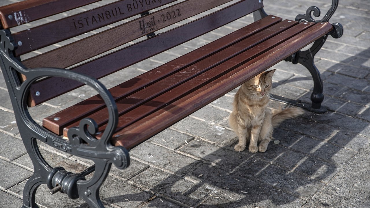 Кошка в Стамбуле, Турция