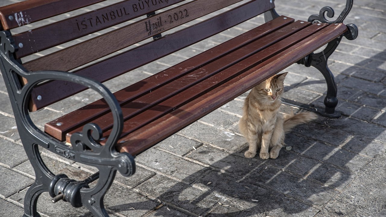 Кошка в Стамбуле, Турция Кошка в Стамбуле, Турция