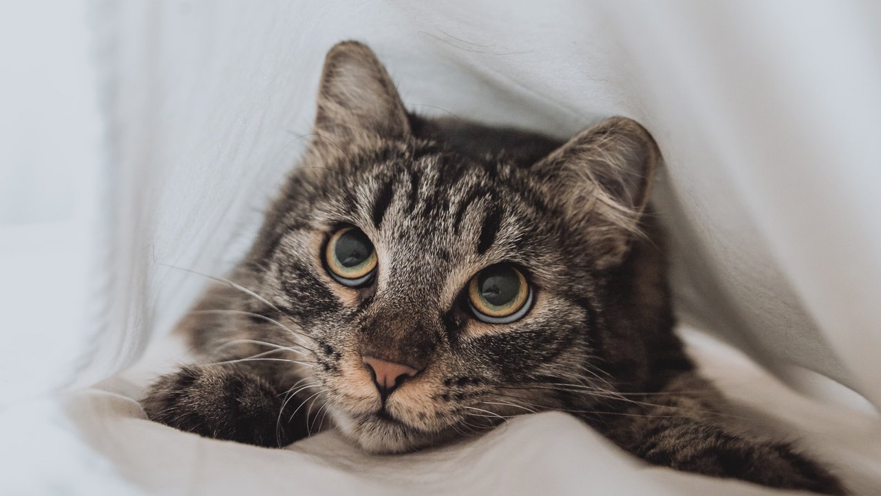 Кошка Кошка