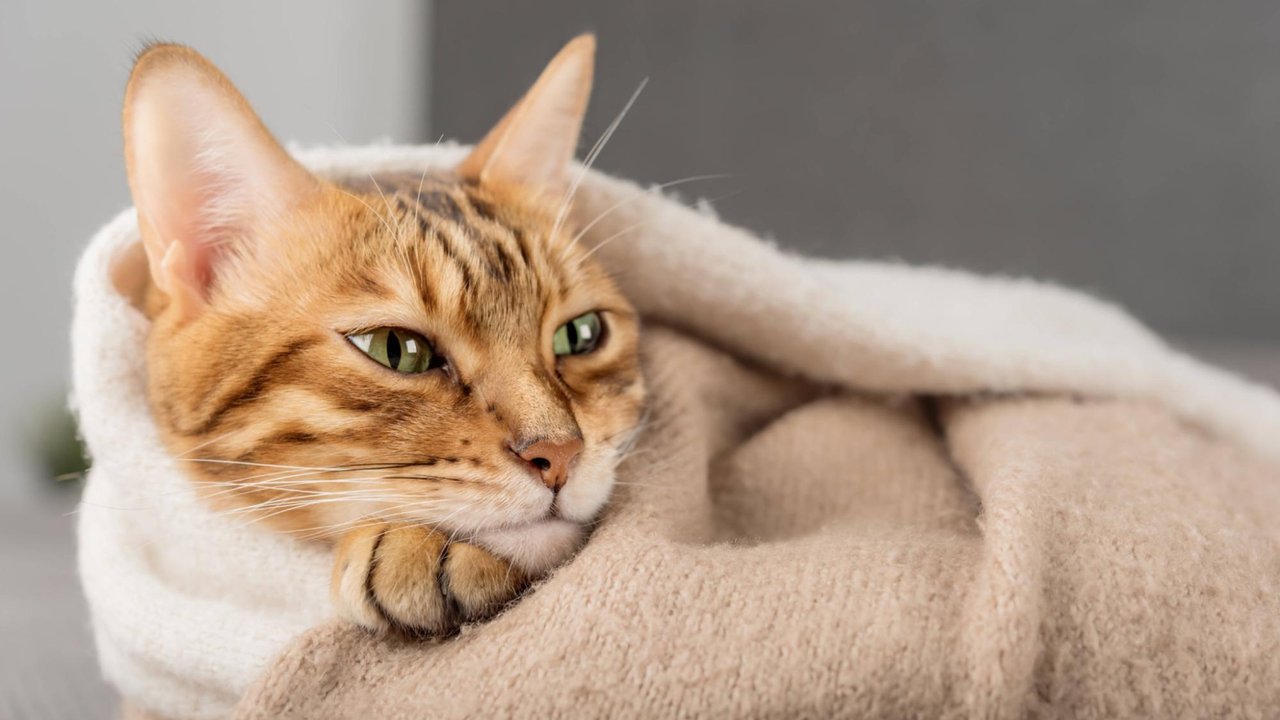 Кот Кот