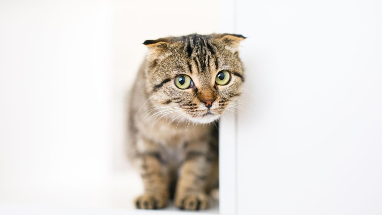 Кошка Кошка