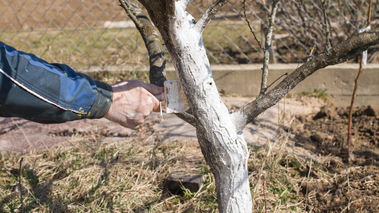 Мужчина белит дерево.