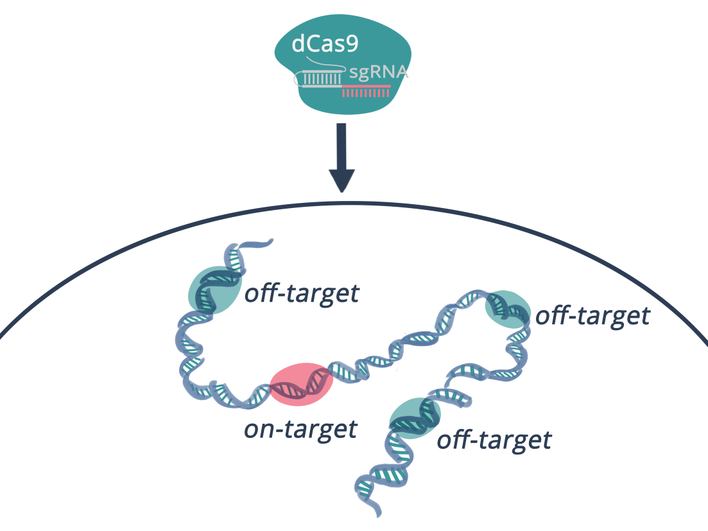 Иллюстрация off-target эффектов Иллюстрация off-target эффектов