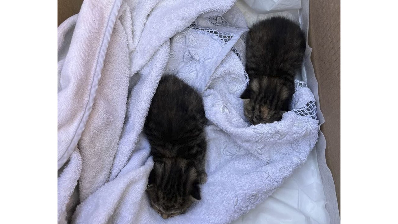 Спасенные котята Спасенные котята