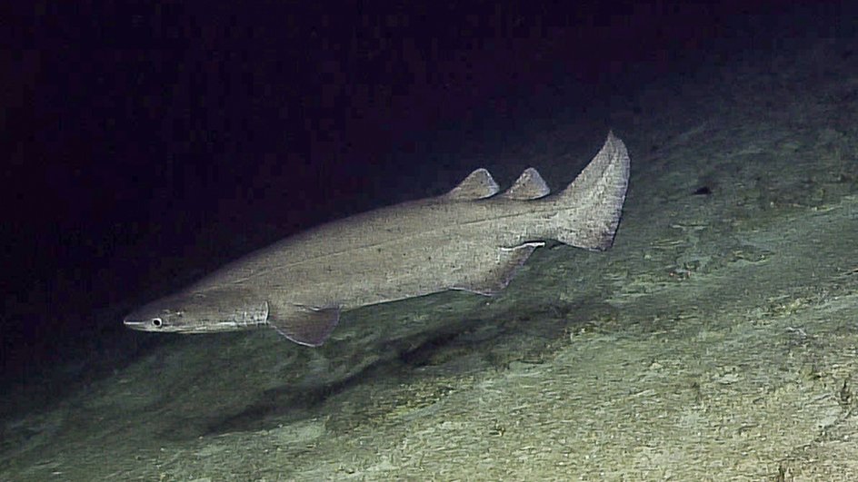Тихоокеанская бляшкошипая акула Echinorhinus Cookei