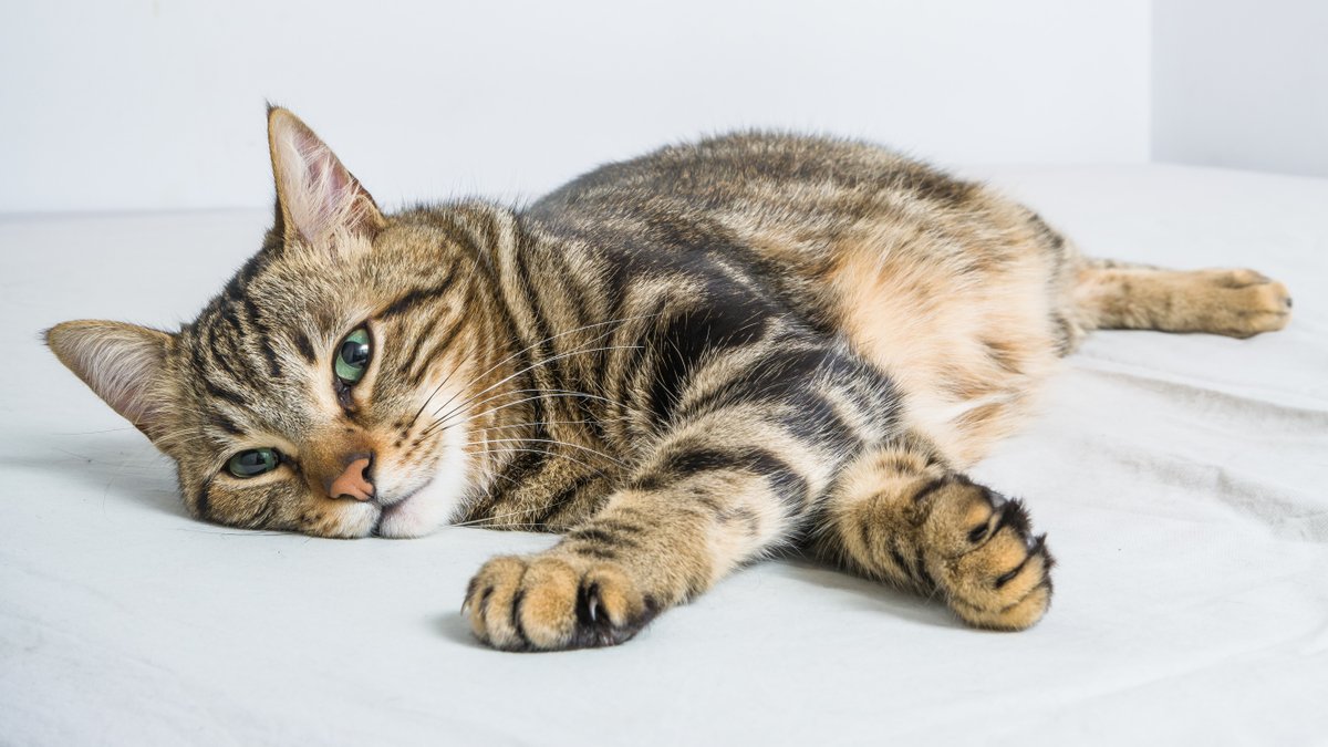 Cat Cat