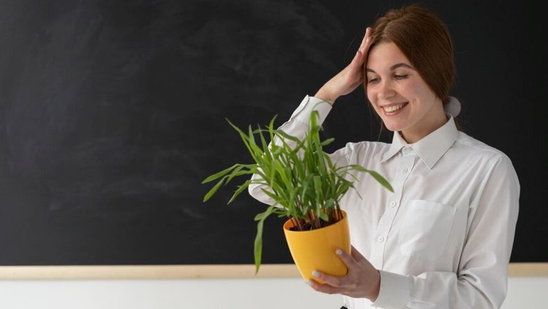 Учителям принято преподносить цветы, но можно остановить выбор на живом растении в горшке.