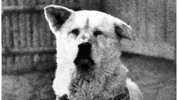5 собак-Хатико, которые оставались верны даже умершим хозяевам