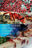 Постер к шоу «Таинственная миграция красных крабов»