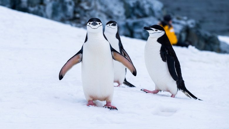 К счастью, в момент столкновения пингвины еще не прибыли на остров.