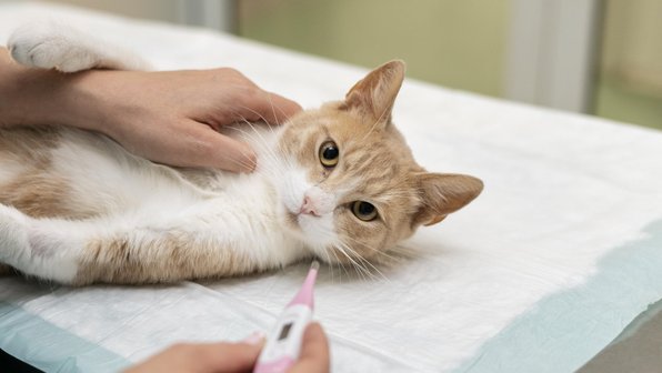 Ушной клещ (отодектоз) у кошек: причины и симптомы заболевания