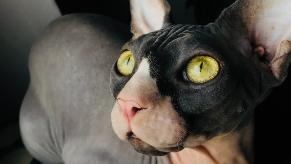 Можно ли людям с аллергией на кошек заводить сфинксов?