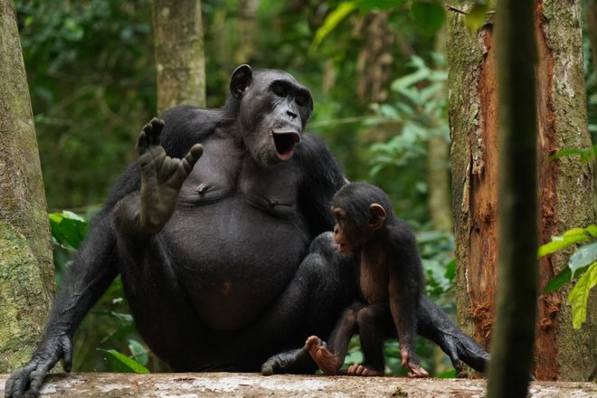 Chimpanzee Chimpanzee
