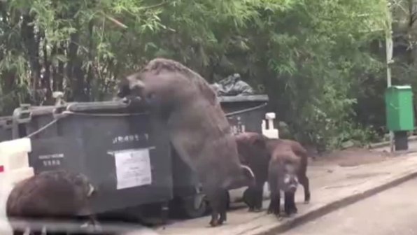 Видео дня: большой кабан роется в мусорном баке в Гонконге