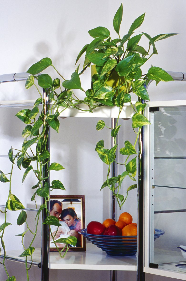 Самые популярные вьющиеся комнатные растения с фотографиями