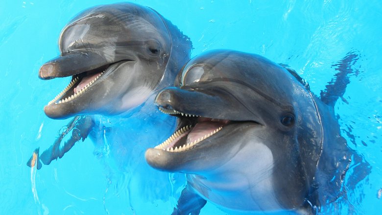 Интересно применить новую систему на самых развитых представителях животного мира - дельфинах и китах