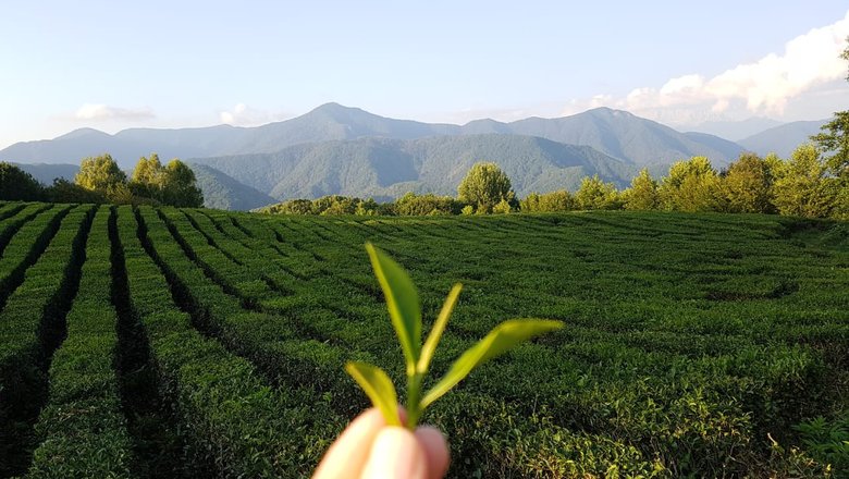 Чайные плантации в селе Солох-Аул подойдут для ярких кадров.