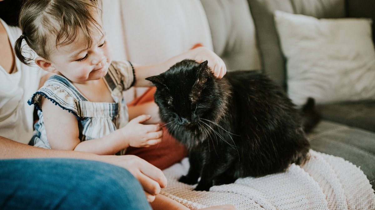 Коты и люди Коты и люди