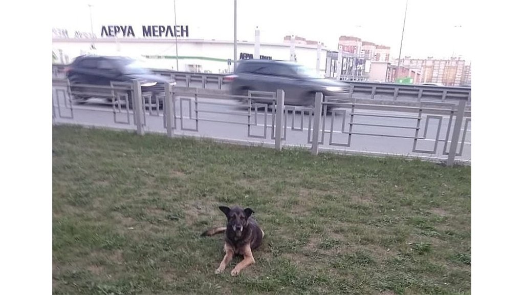 Цезарь