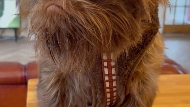 Pets.mail.ru Pets.mail.ru