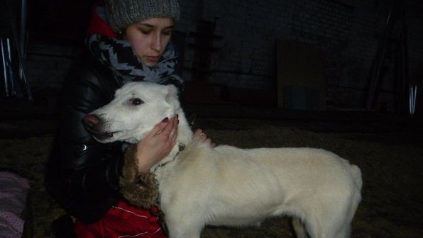 Собака после развода осталась с мужем. Но судьба все равно свела ее с хозяйкой