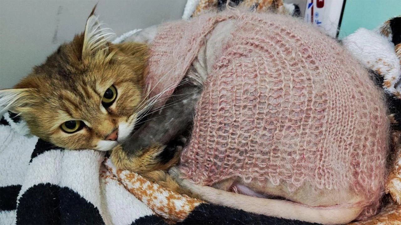 Кот-герой нашел новый дом в Перми Кот-герой нашел новый дом в Перми