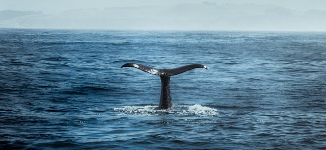 В акватории Владивостока люди повстречали кита