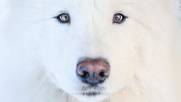 Белее снега: 12 пород собак с идеально белой шерстью