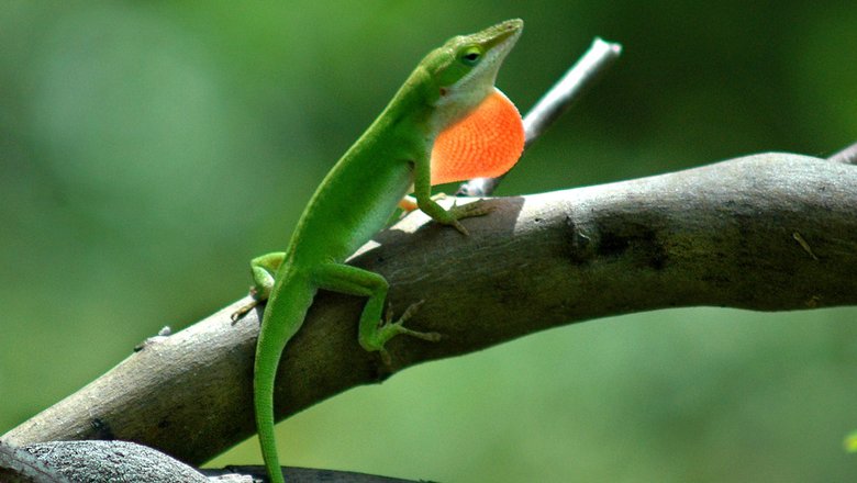 Anolis carolinensis или североамериканский красногорлый анолис