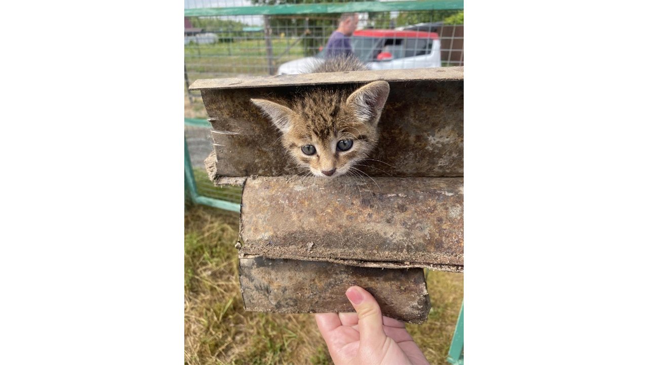Котенок застрял в тракторе Котенок застрял в тракторе