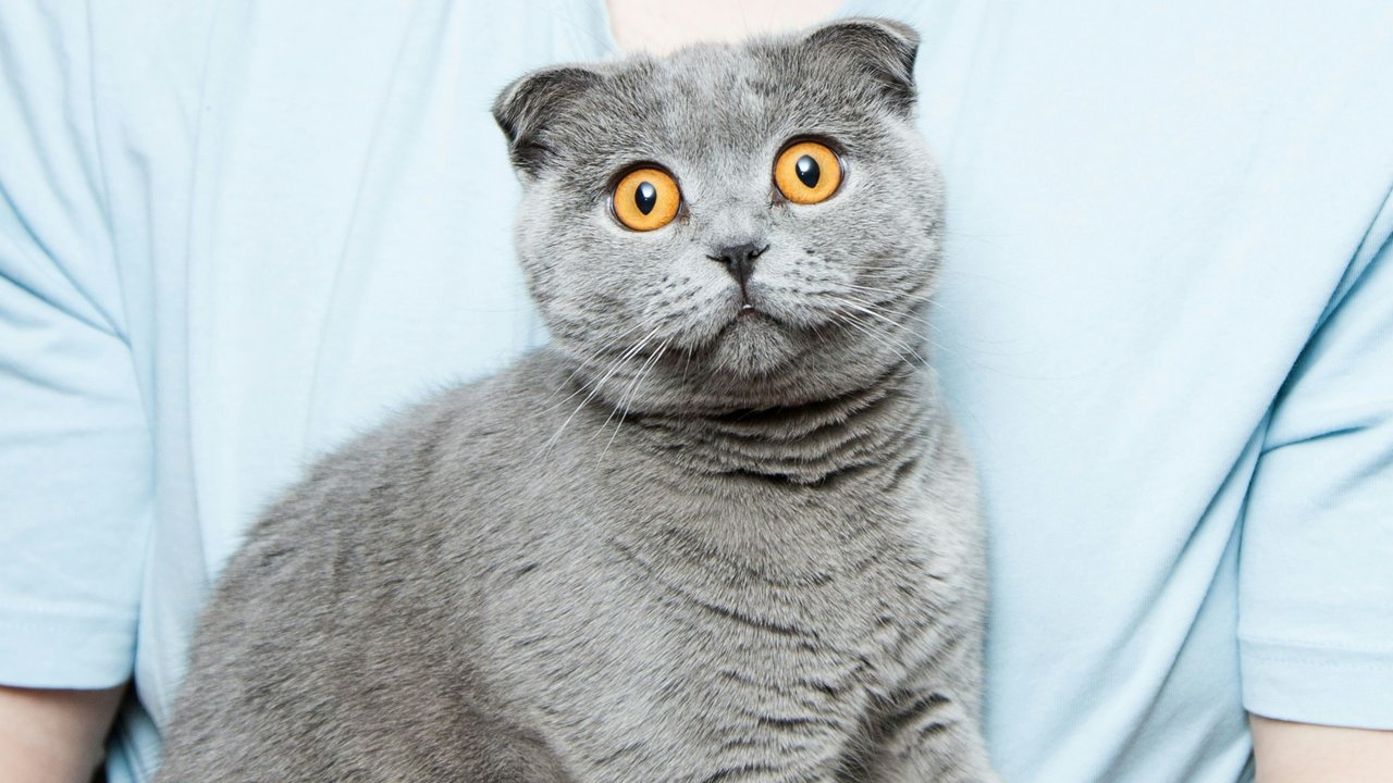 кот кот