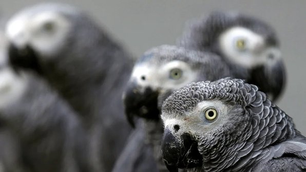 5 ошибок в уходе за попугаем и как их избежать