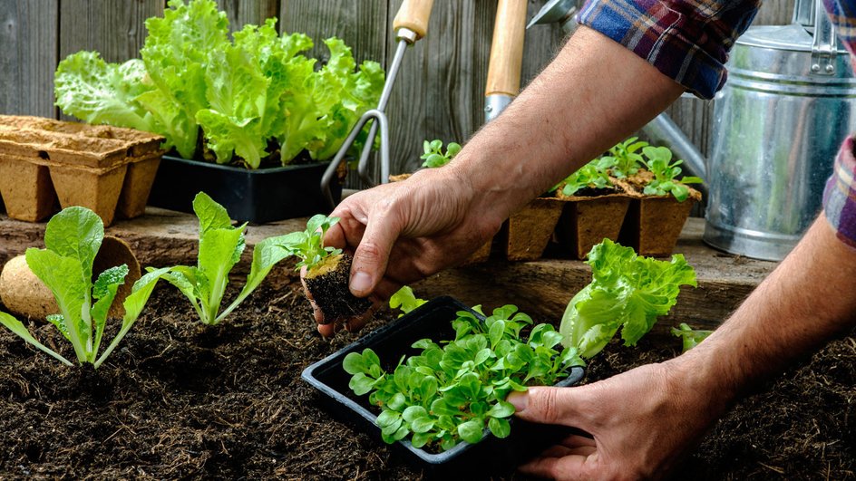 Мужские руки собирают с грядки овощи с зеленой ботвой.