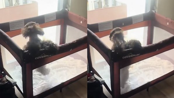Вы должны это увидеть: пес превратился в попрыгунчика