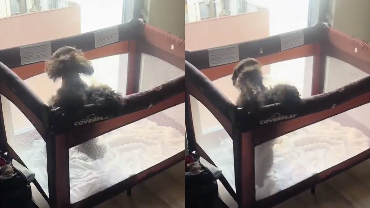Пес прыгает Пес прыгает