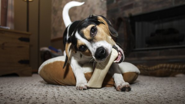 Почему собаки обожают все грызть. 3 причины