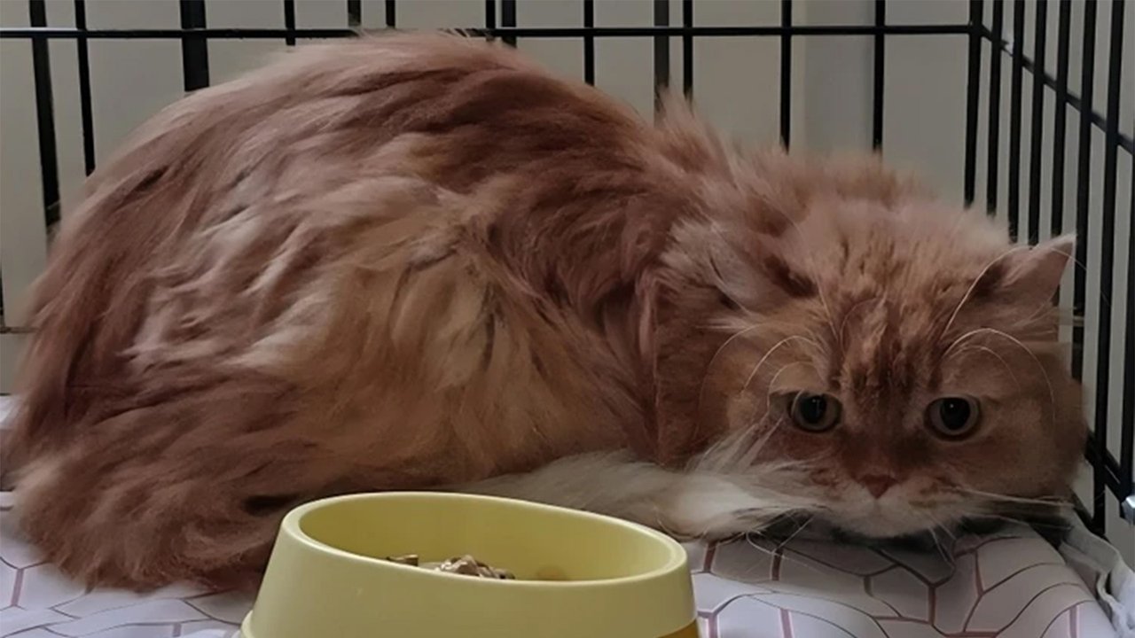 Кот лежит в клетке Кот лежит в клетке