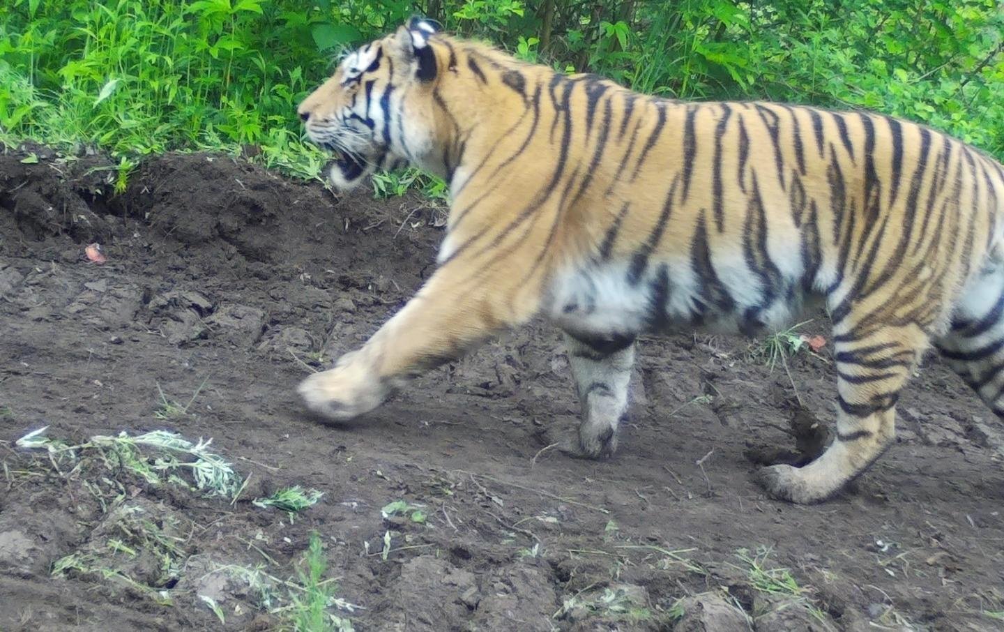 Amur Tigers