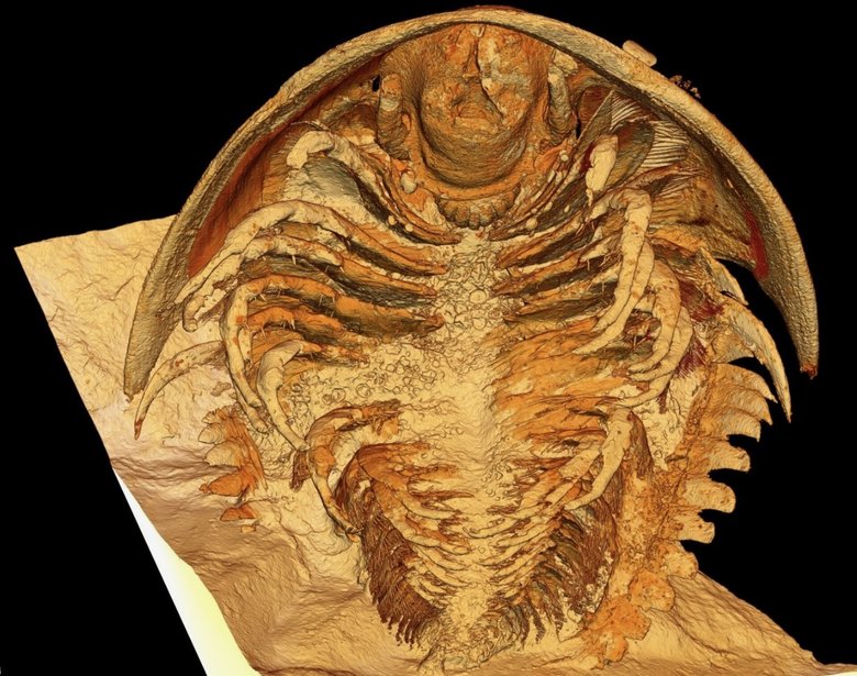 Рентгеновская реконструкция трилобита Gigoutella, в которой сохранены все сегменты тела.