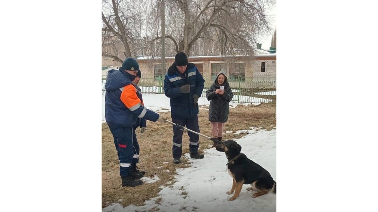 В Стерлитамаке пес застрял в вентиляционном окне подвала