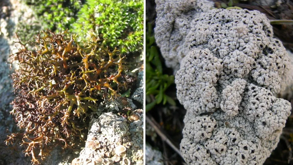 Лишайники Cetraria aculeata (слева) и Diploschistes muscorum (справа) благополучно пережили эксперименты ученых Лишайники Cetraria aculeata (слева) и Diploschistes muscorum (справа) благополучно пережили эксперименты ученых