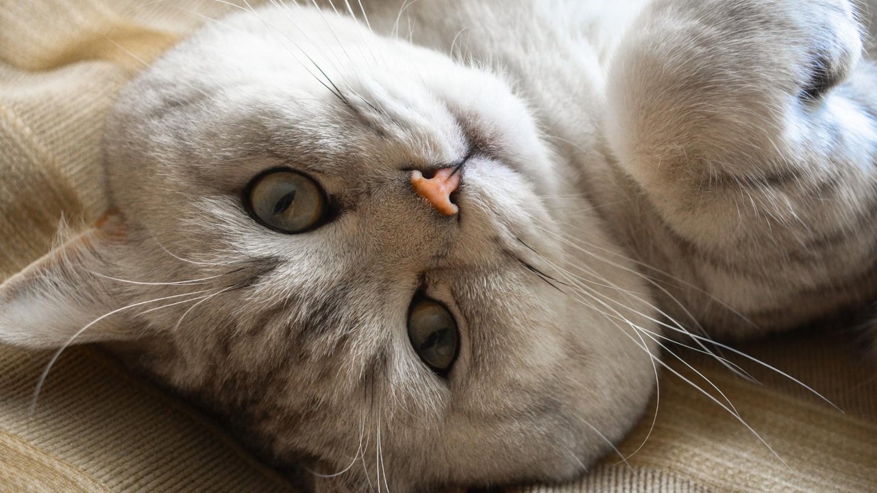 Кошка Кошка
